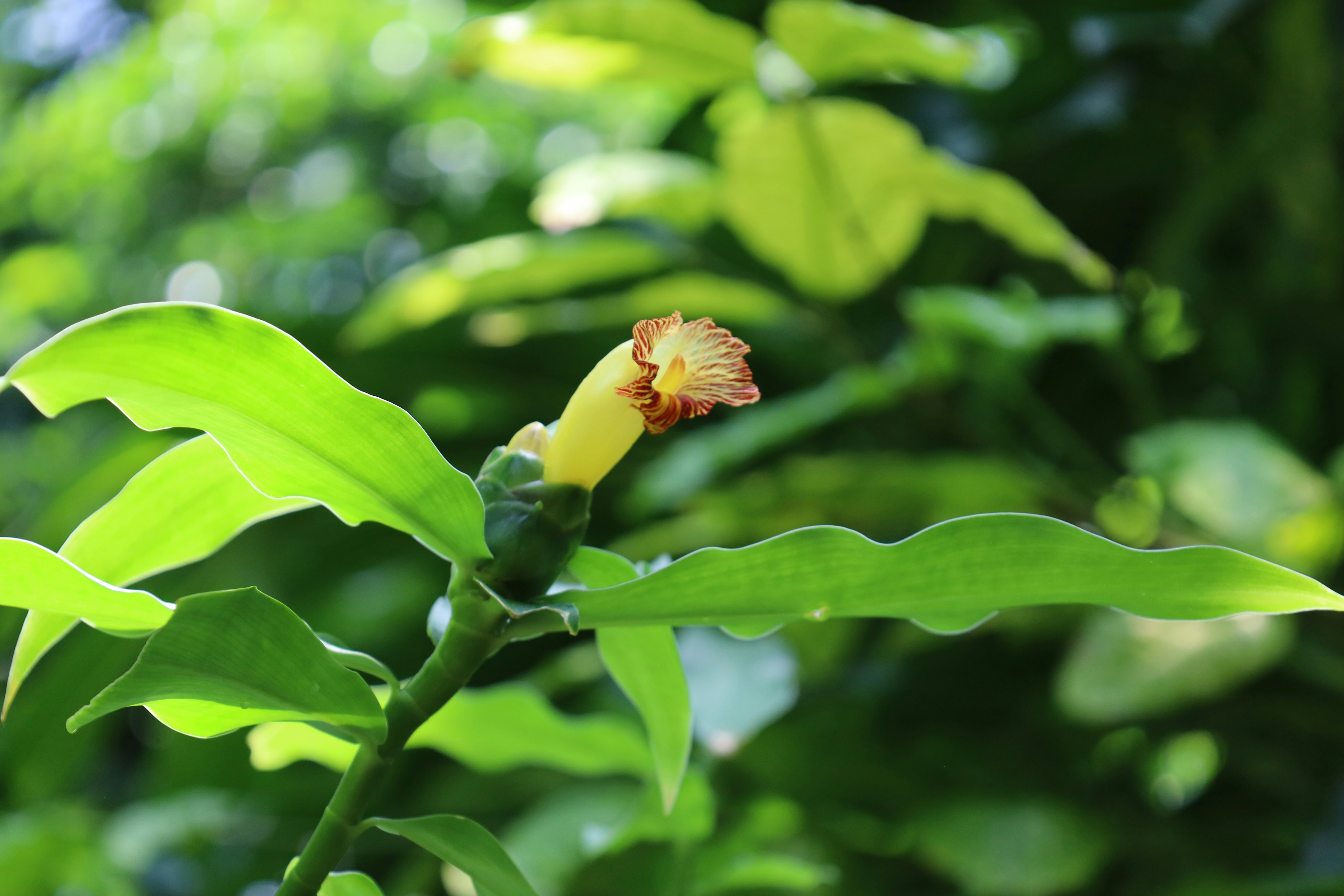 Photo by cokakukeran