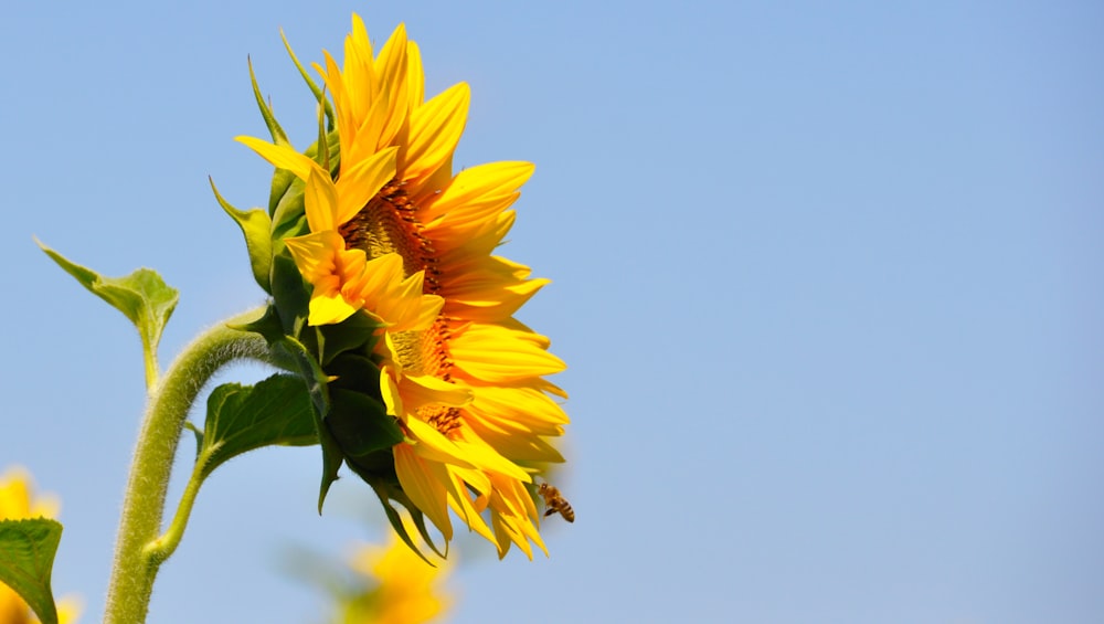gelbe Sonnenblume blüht tagsüber