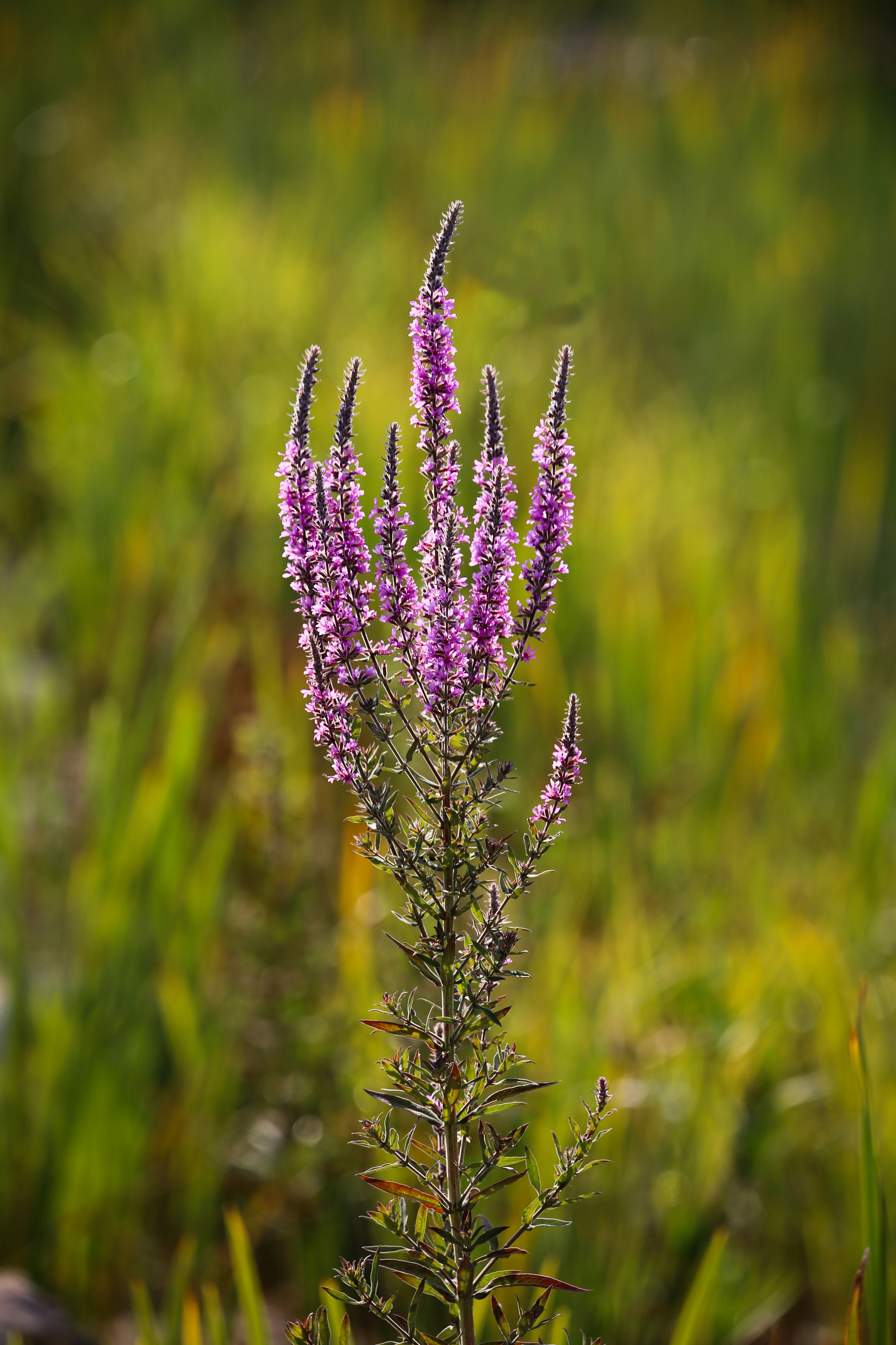 purple flower in tilt shift lens
