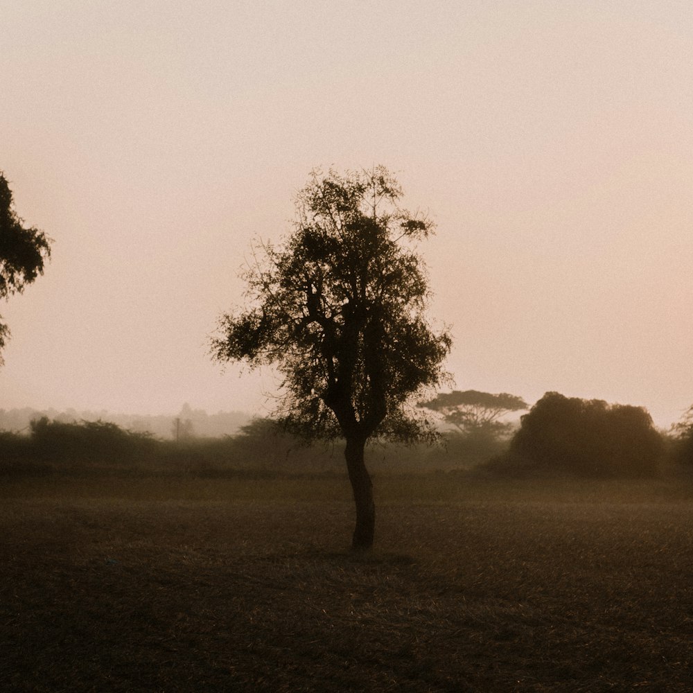 green tree on green grass field during foggy day