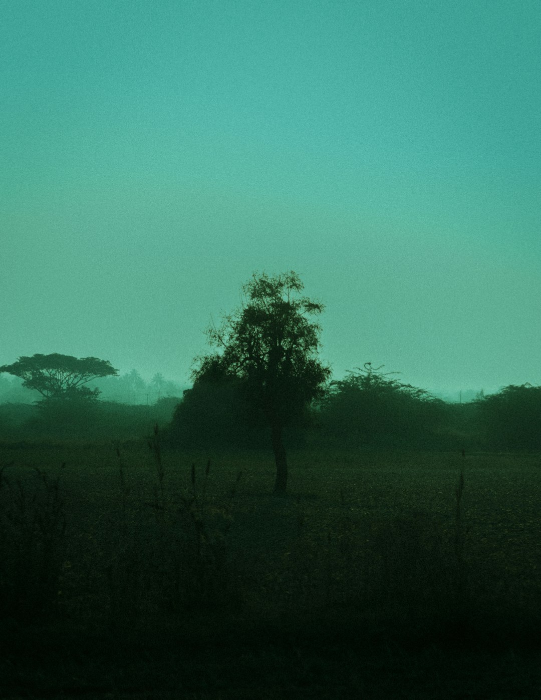 green grass field with trees under blue sky during daytime