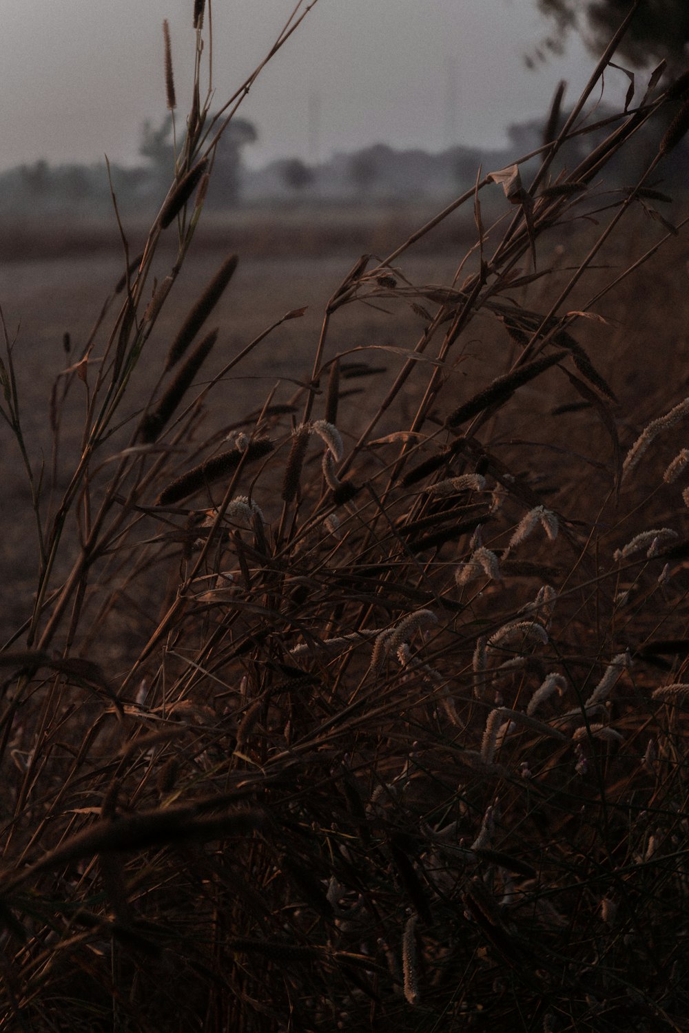 brown grass near body of water during daytime