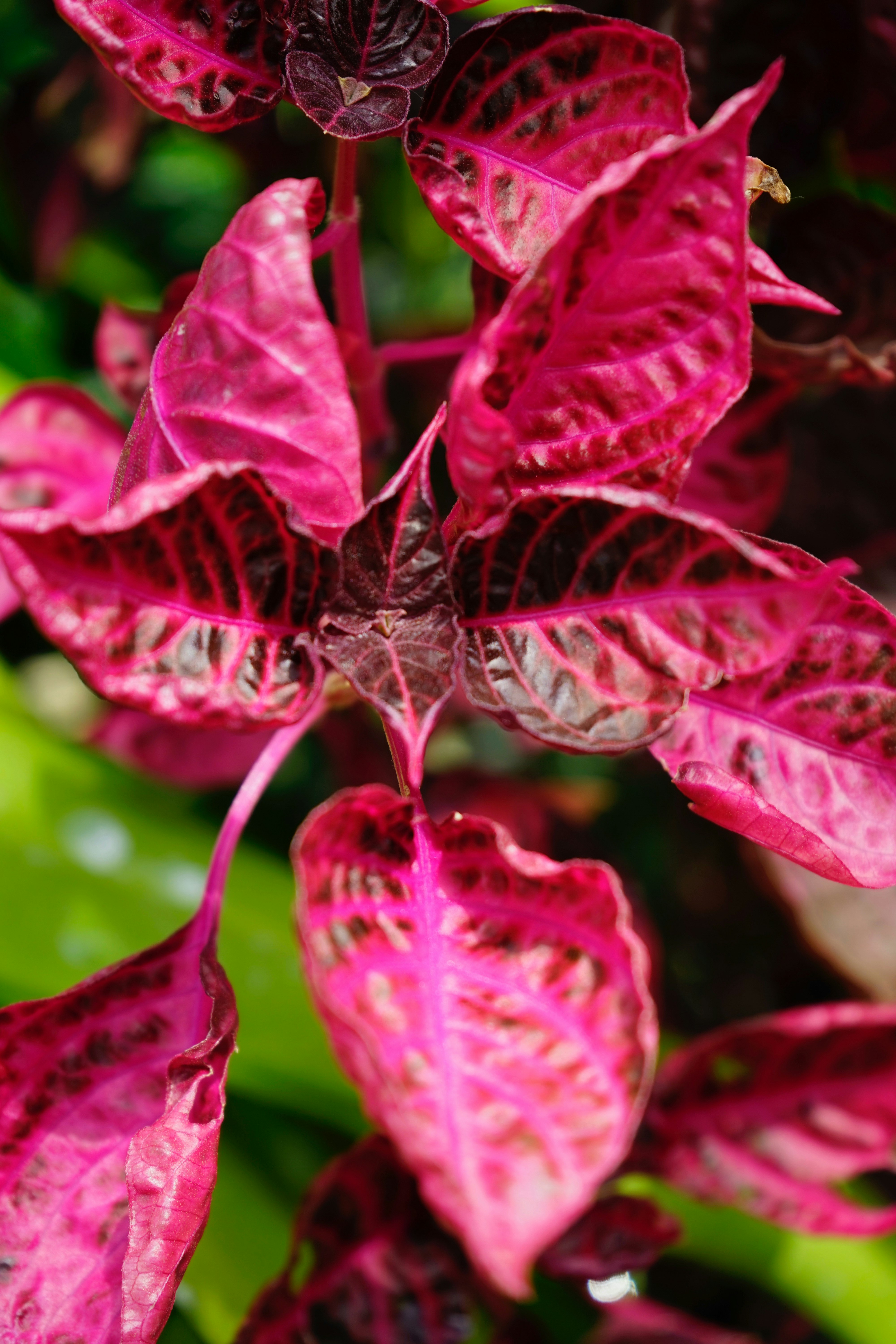 purple leaf plant in close up photography