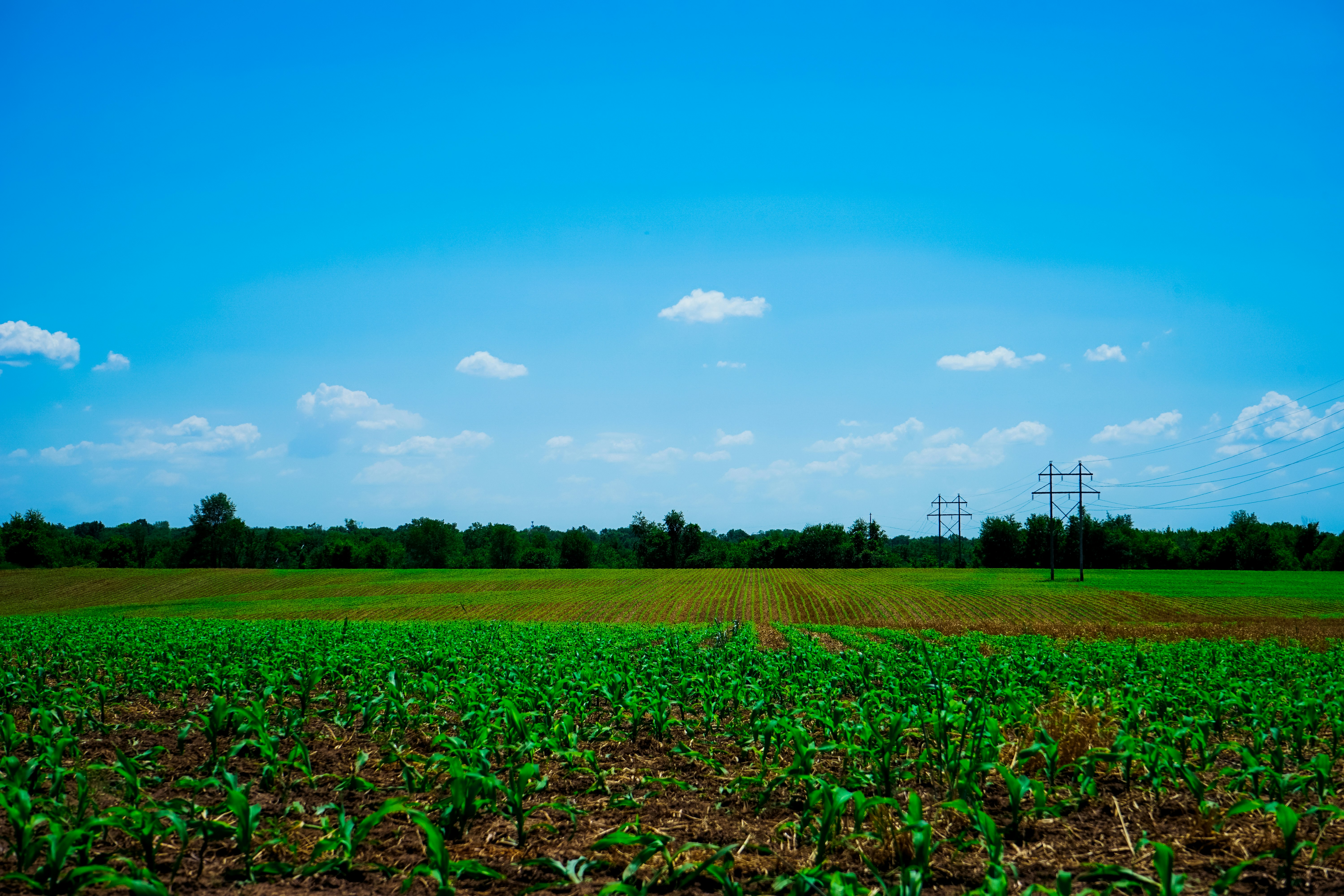 green grass field under blue sky during daytime