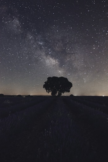 silhouette of tree on hill under starry night