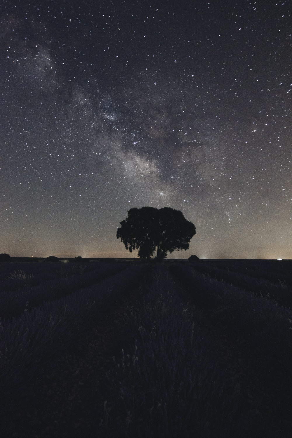 silhouette of tree on hill under starry night