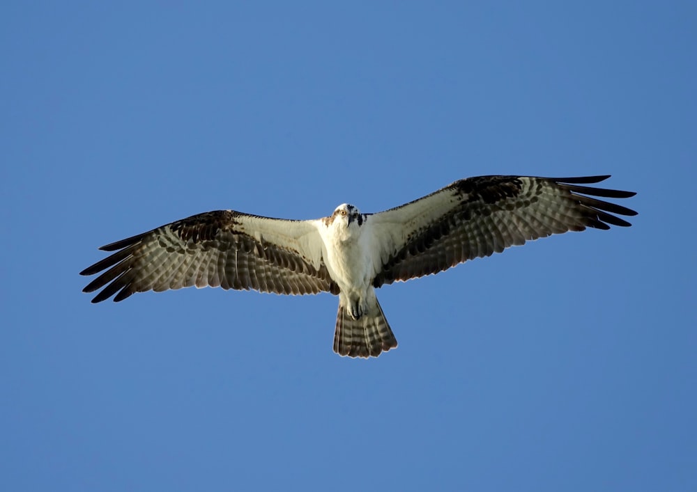 white and black bird flying under blue sky during daytime