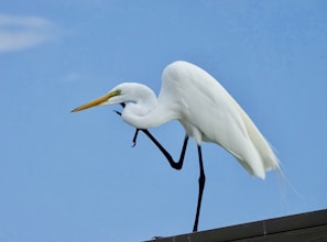 white bird on black metal fence during daytime