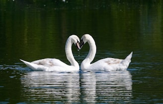 white swan on water during daytime