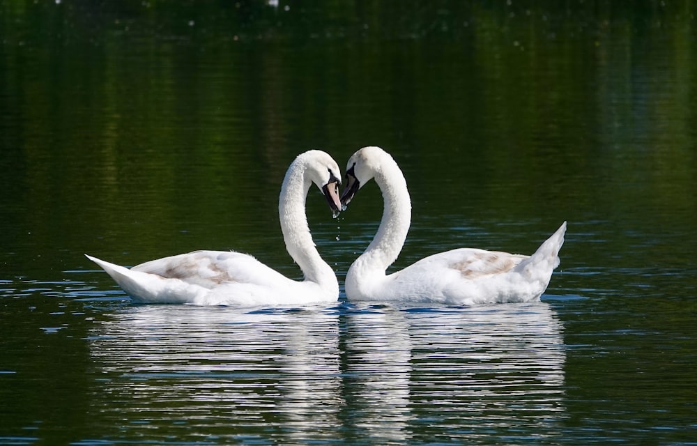 cygne blanc sur l’eau pendant la journée