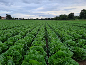A farmer gently harvesting crisp lettuce with care under a clear blue sky