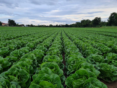 Sunset view over the farm with rows of lettuce stretching into the horizon.