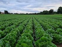 A vast field filled with neatly arranged rows of vibrant green lettuce plants extends towards the horizon. The sky is partly cloudy, casting a gentle light over the lush landscape. In the distance, trees line the field, and a few buildings are visible, creating a serene agricultural scene.