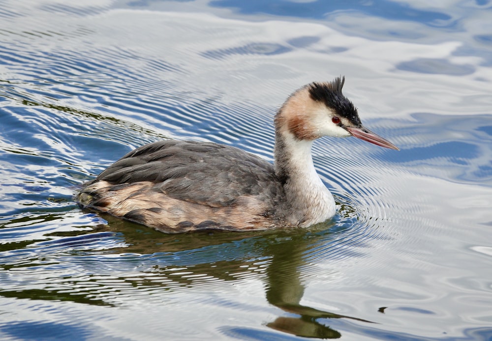 brown duck on water during daytime