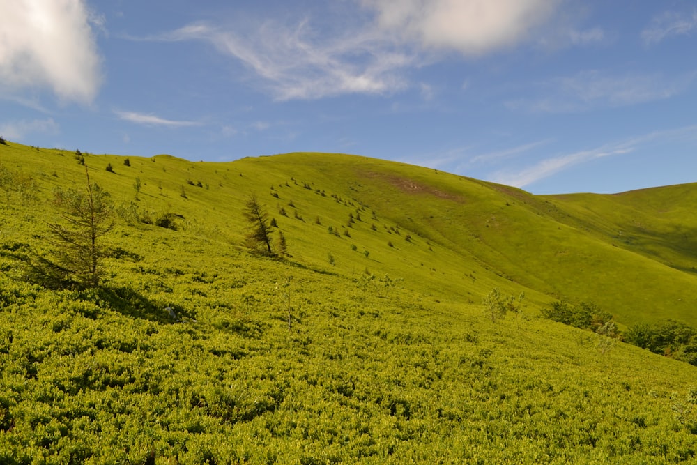 campo di erba verde sotto il cielo blu durante il giorno