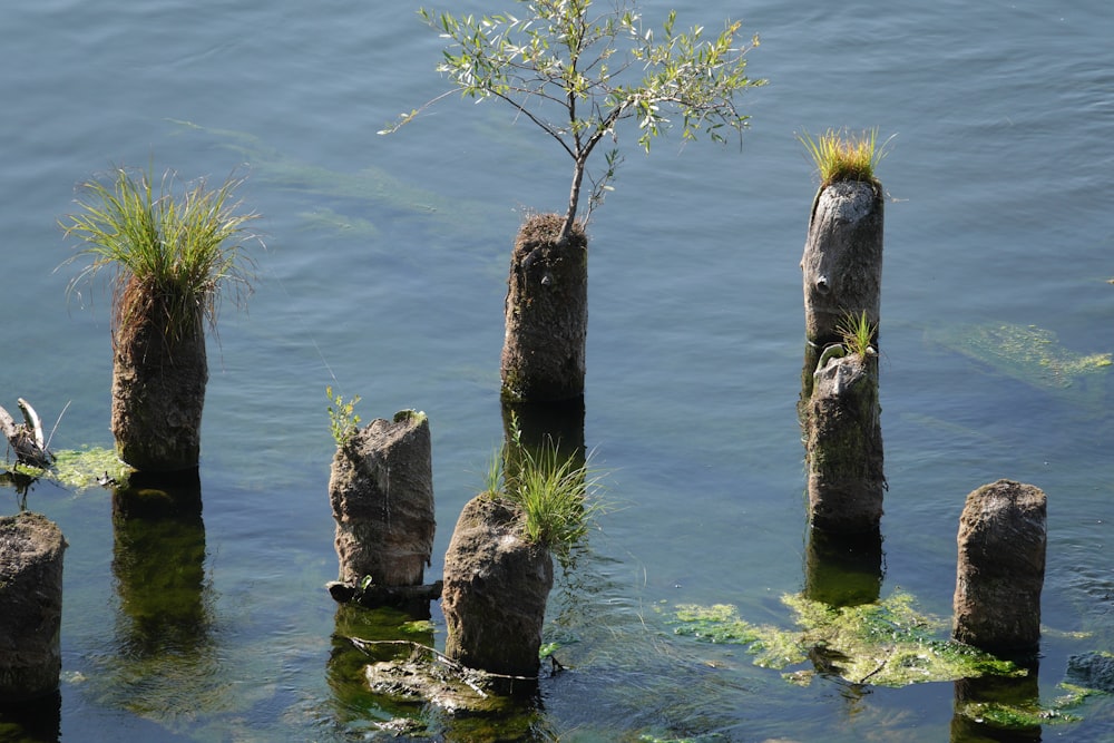 brown tree trunk on water