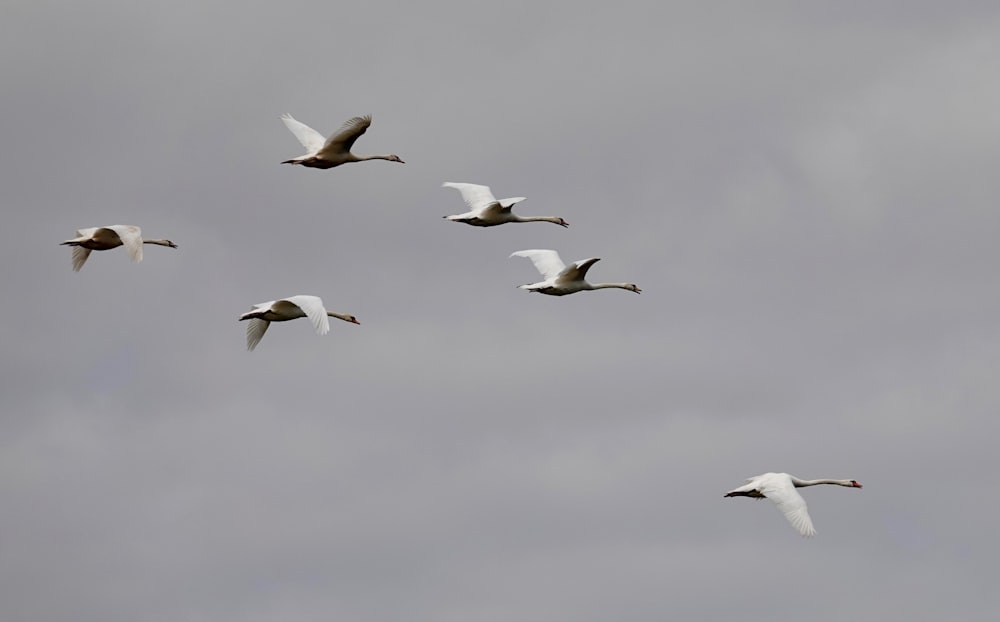 white birds flying under white clouds during daytime