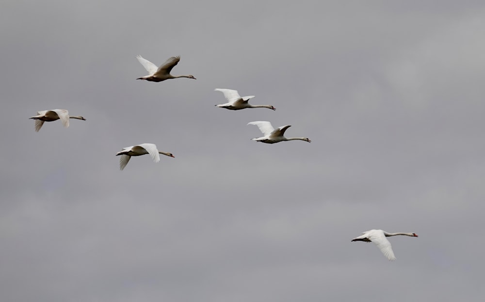 oiseaux blancs volant sous des nuages blancs pendant la journée