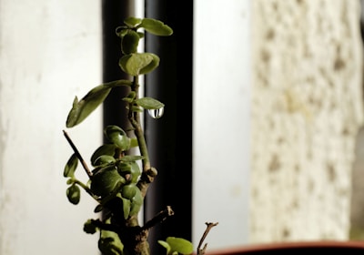 Close-up of hands carefully wiping a green plant leaf indoors.