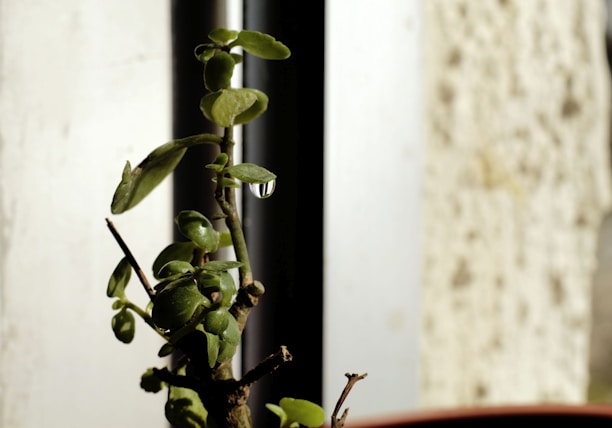 Close-up photo of green plants thriving with droplets of indole acetic acid solution.