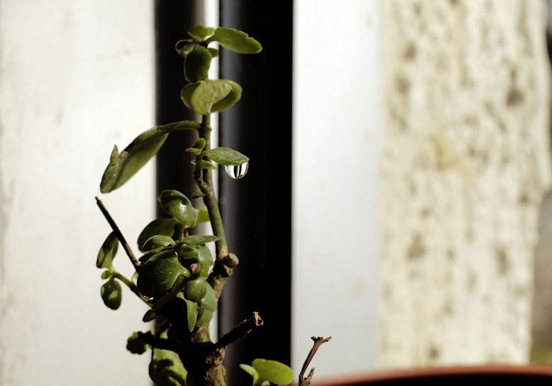 Close-up of a drip irrigation emitter releasing water drop by drop onto soil near plant roots.