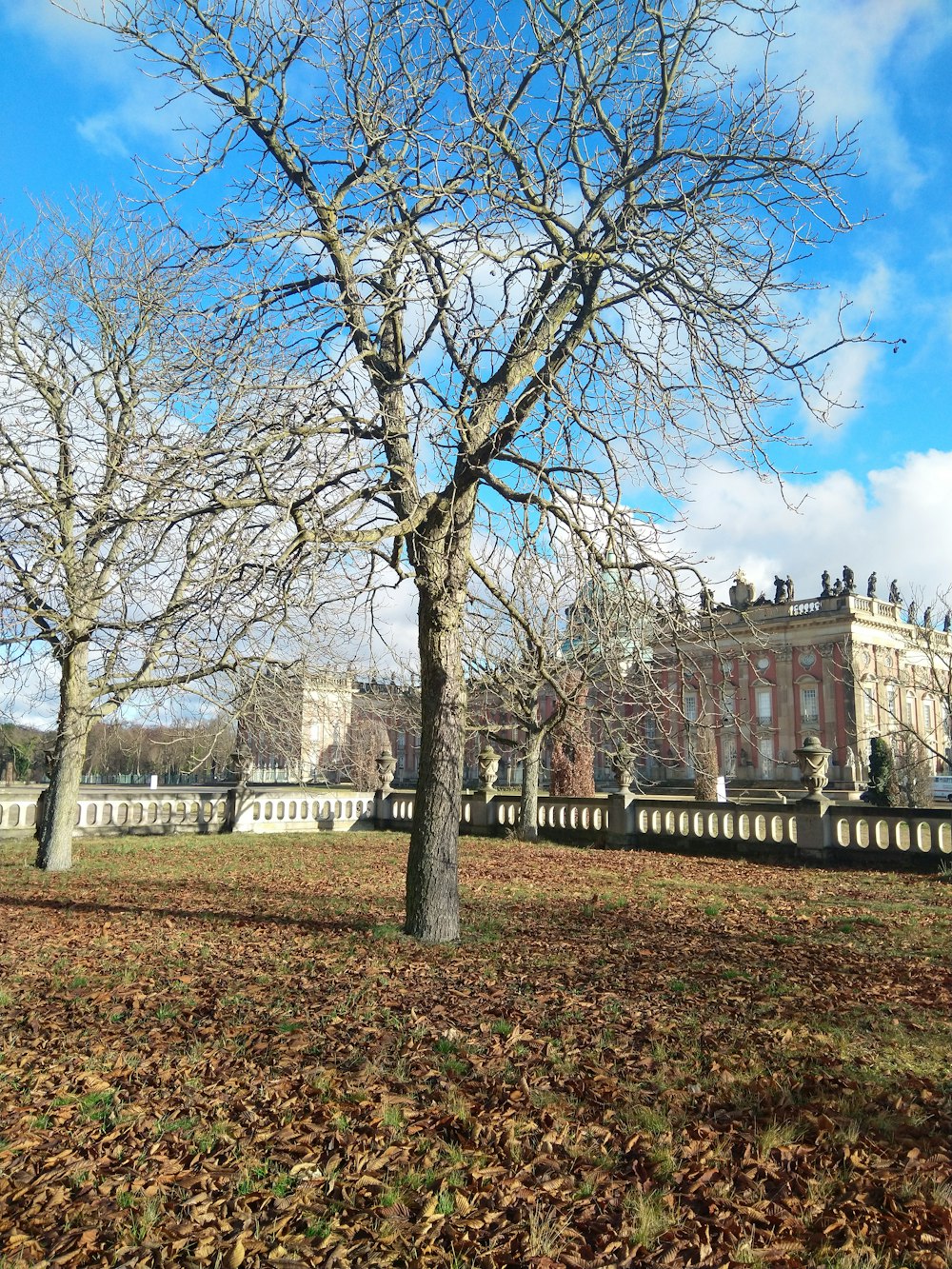 brown bare trees near brown concrete building during daytime