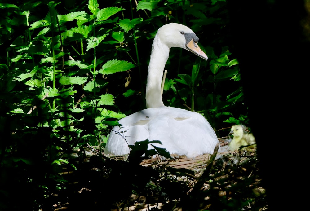 white swan on brown tree trunk