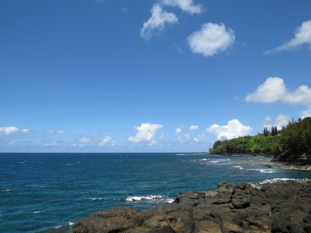 green trees on rocky shore during daytime