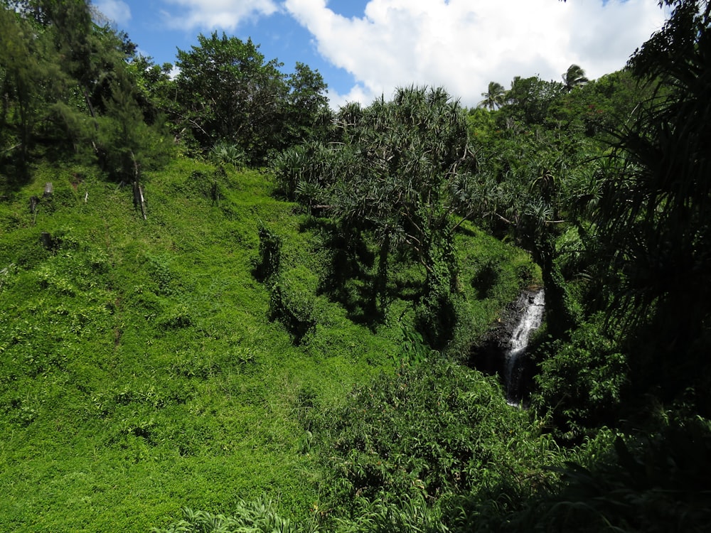 campo de hierba verde y árboles bajo el cielo azul y nubes blancas durante el día