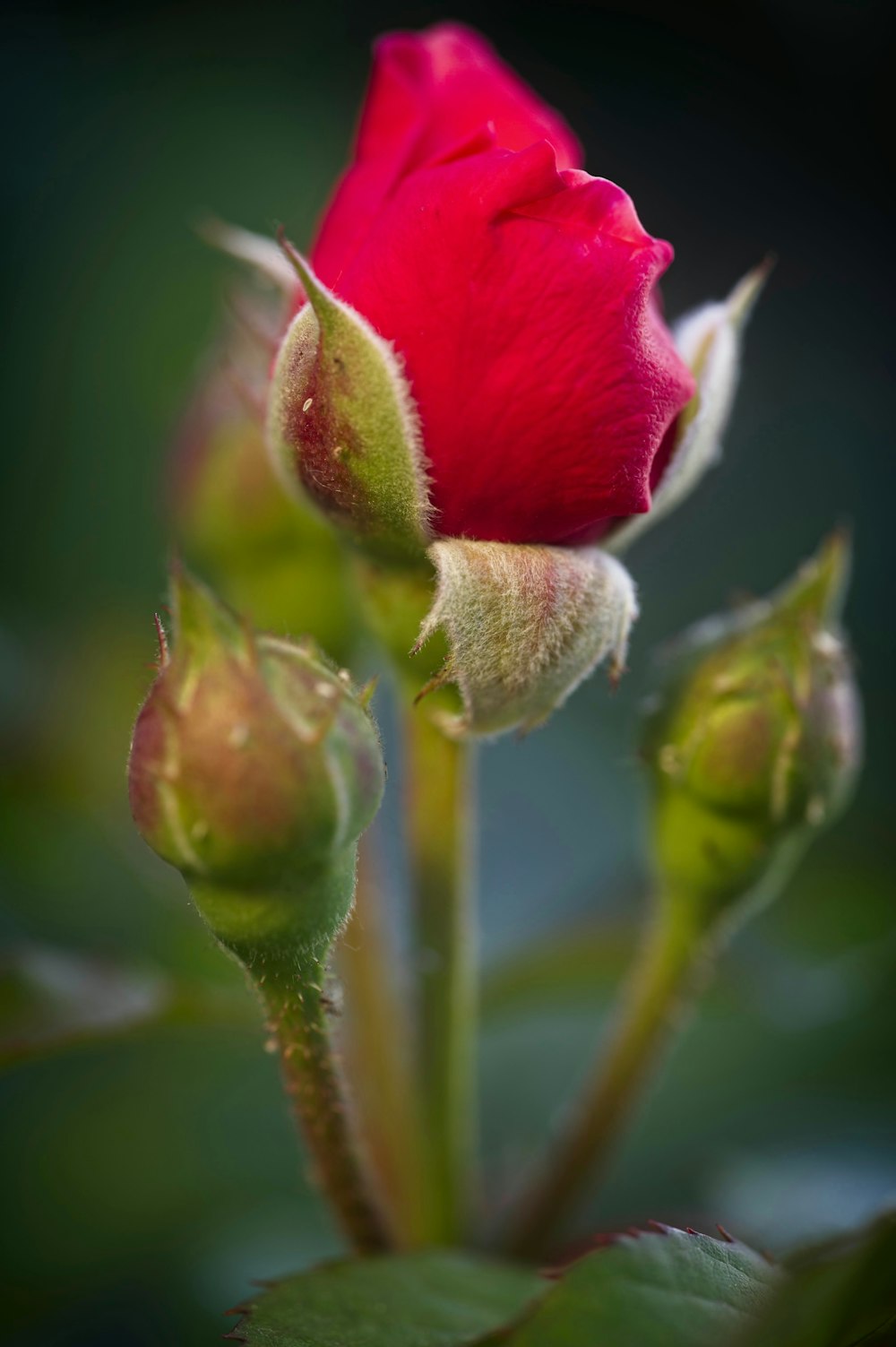 red flower in macro shot