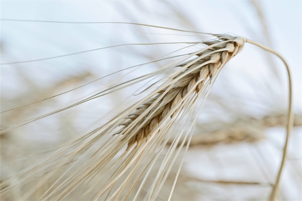Brown wheat in close up photography