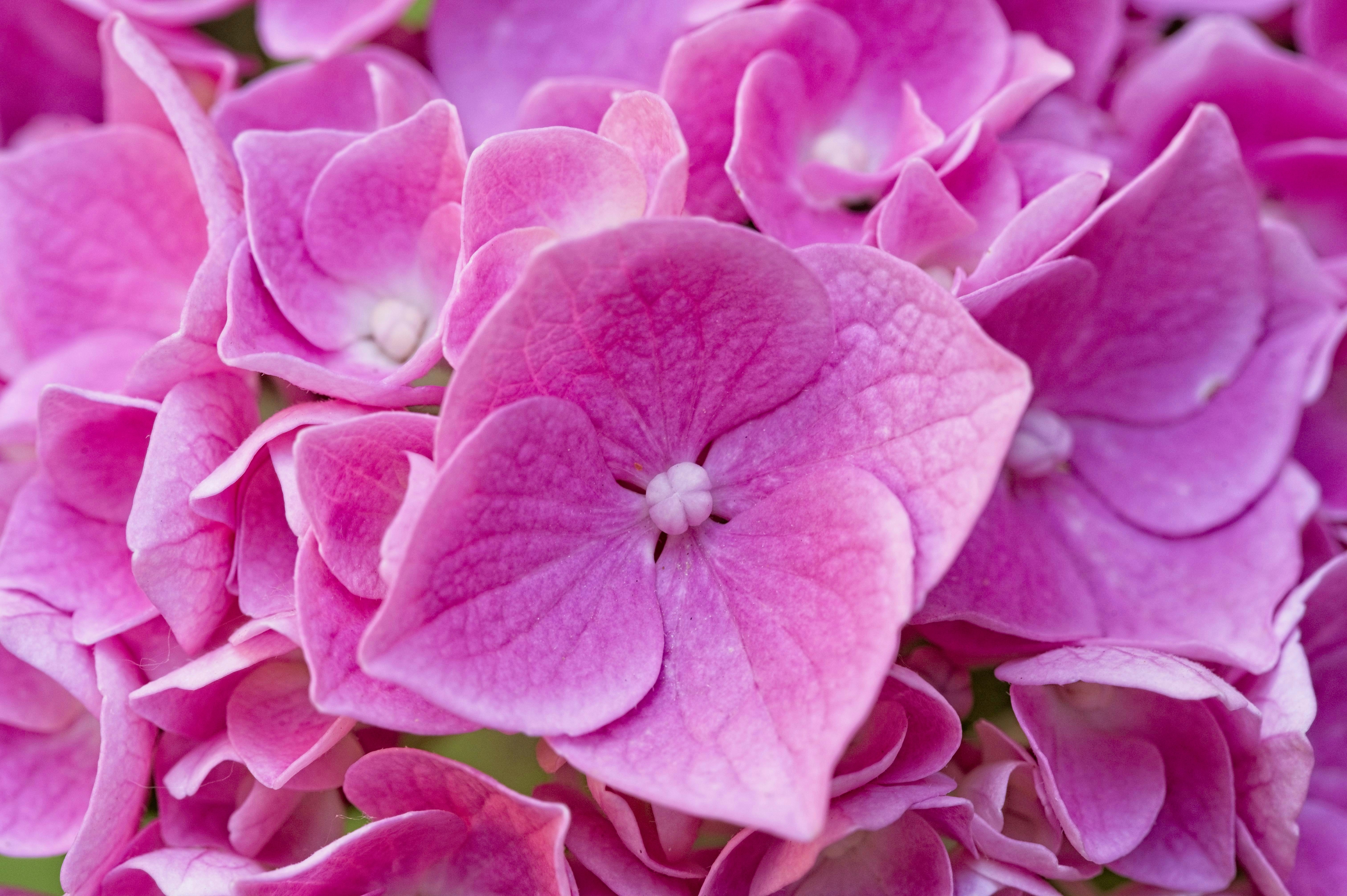 Image of Pink Hydrangeas in a Macro Shot