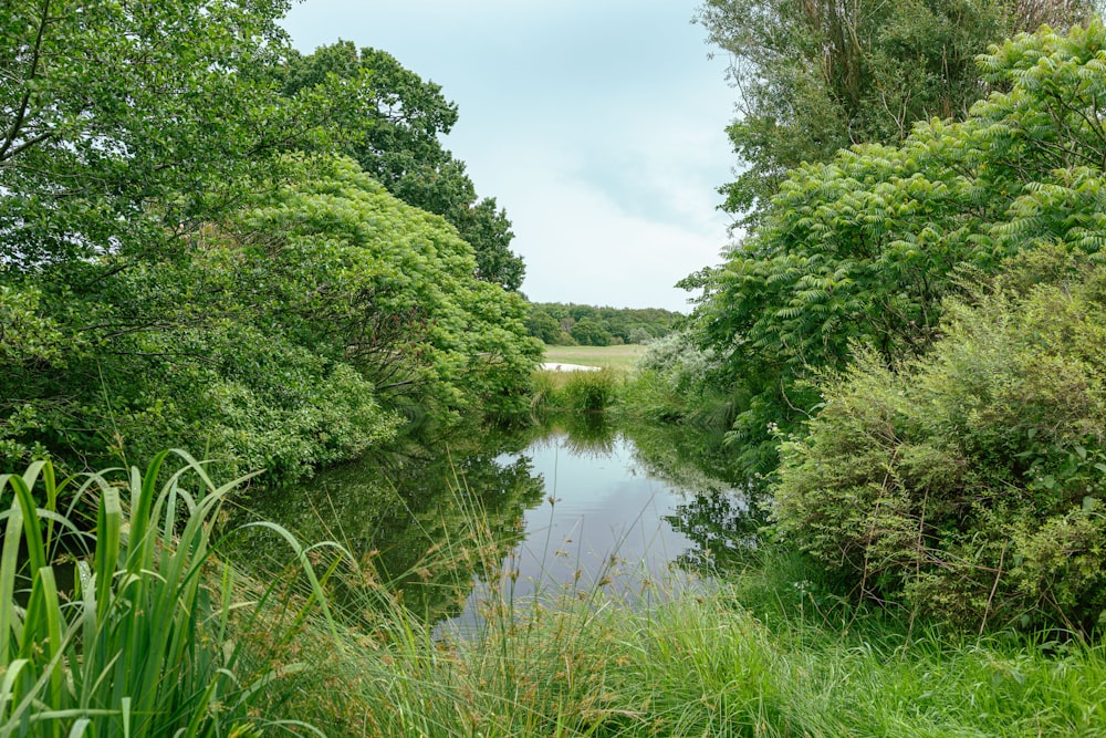 green trees beside river under white clouds during daytime