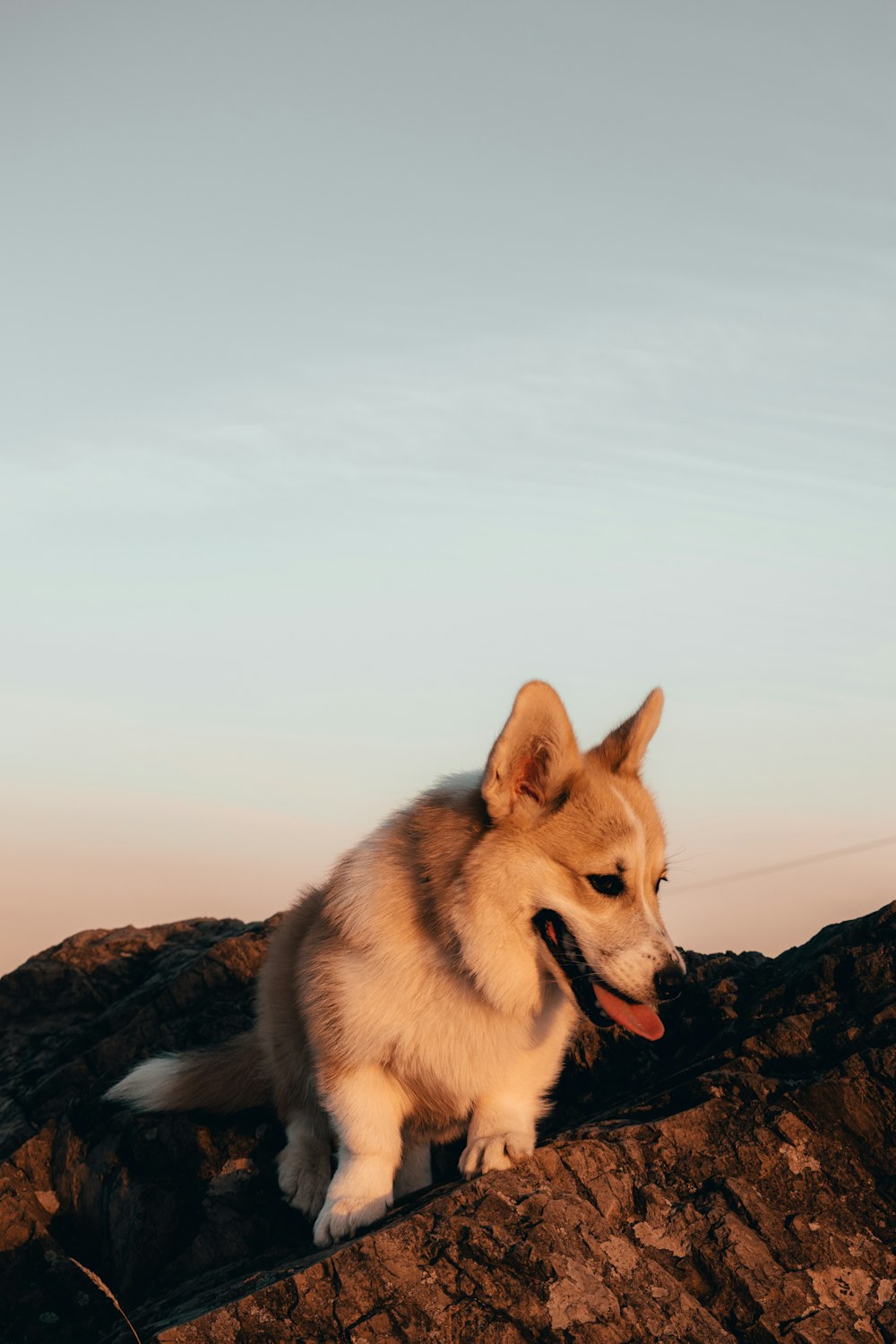 brown and white long coated dog on brown rock formation during daytime