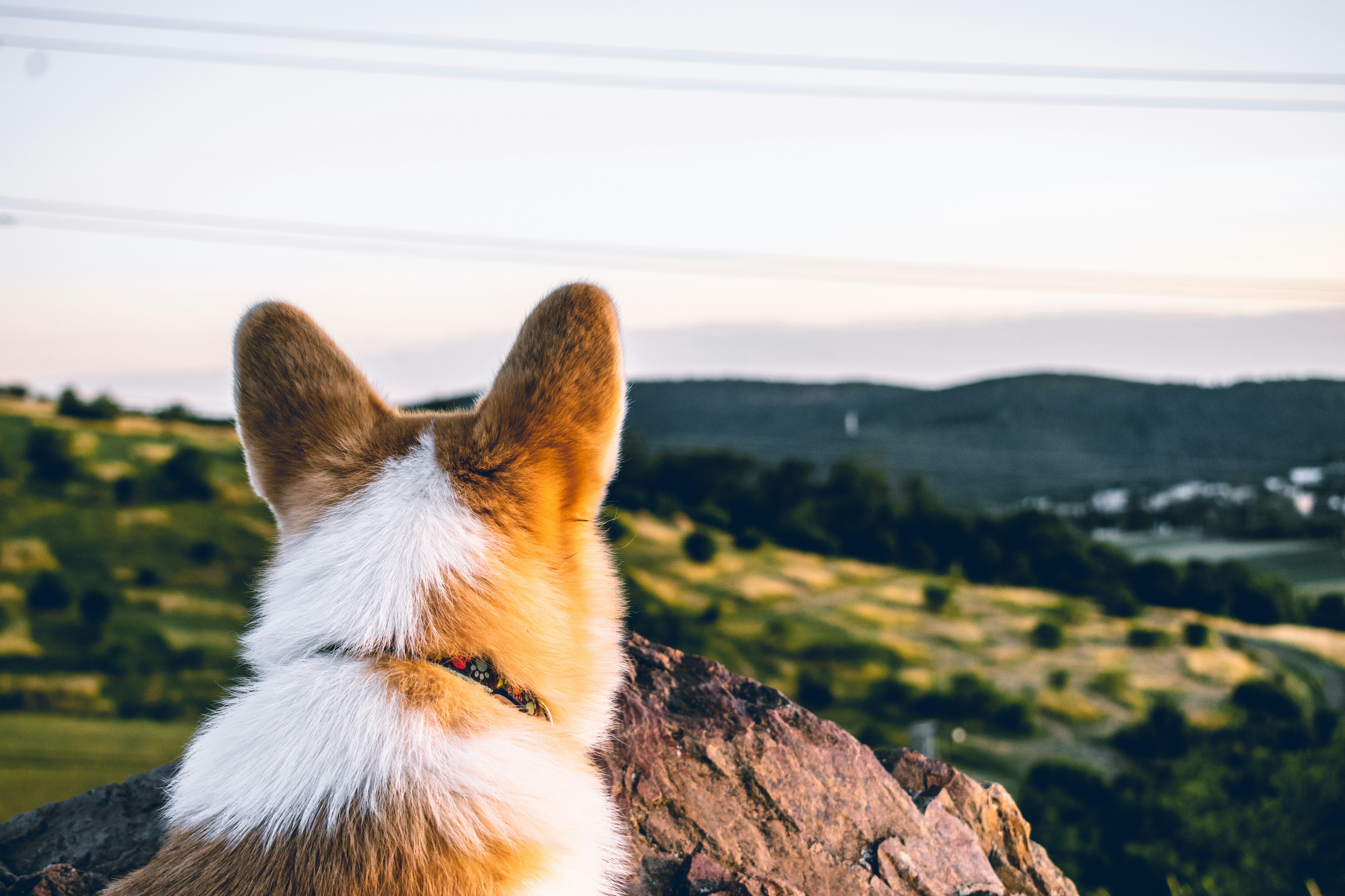 corgi looking out