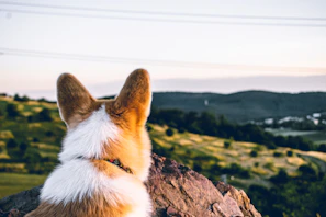 A corgi is sitting on a rock, gazing out at a scenic landscape with rolling hills and a distant horizon. The sky appears clear and the land is dotted with patches of trees and fields.