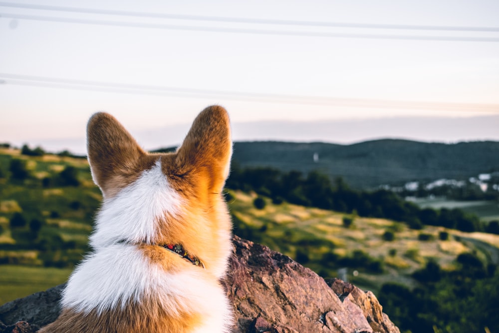 white and brown dog on gray rock