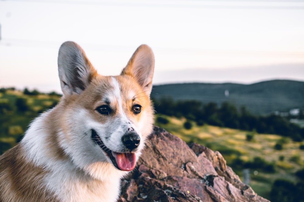 brown and white dog on brown rock