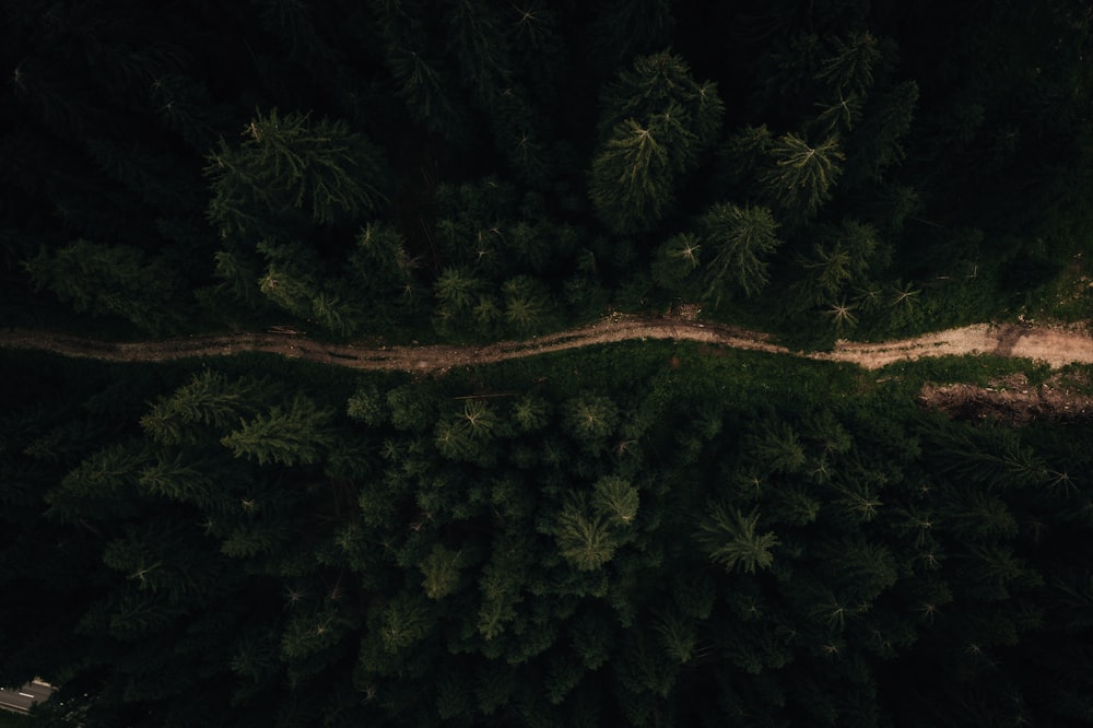 aerial view of green forest