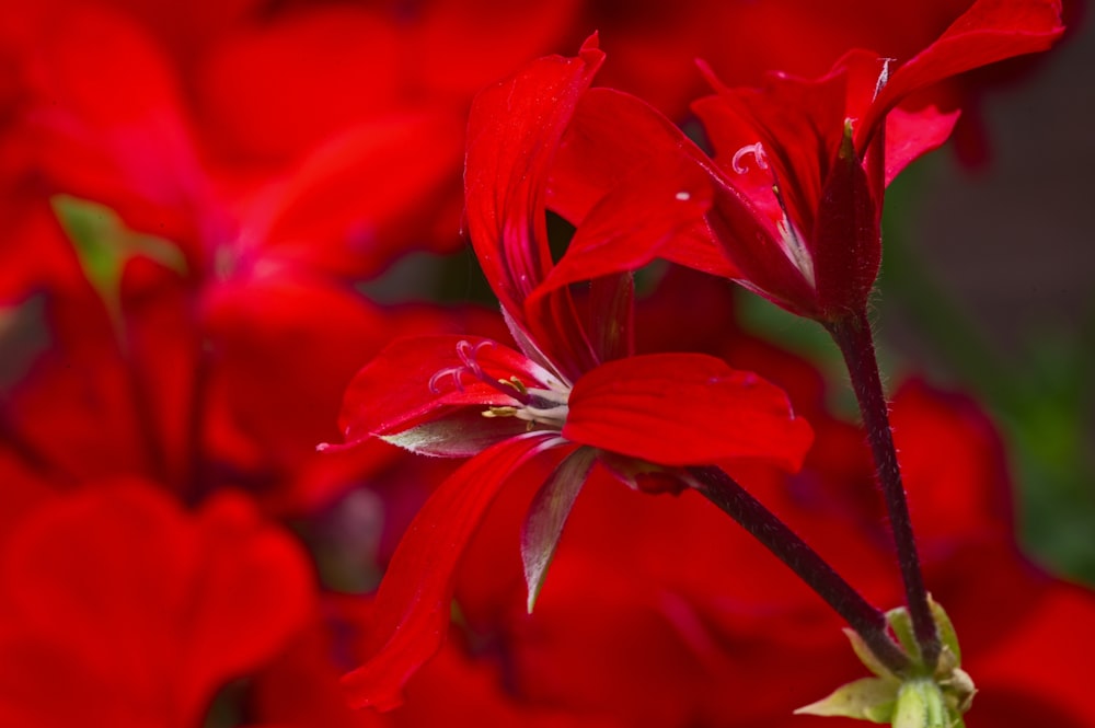 red flower in macro shot