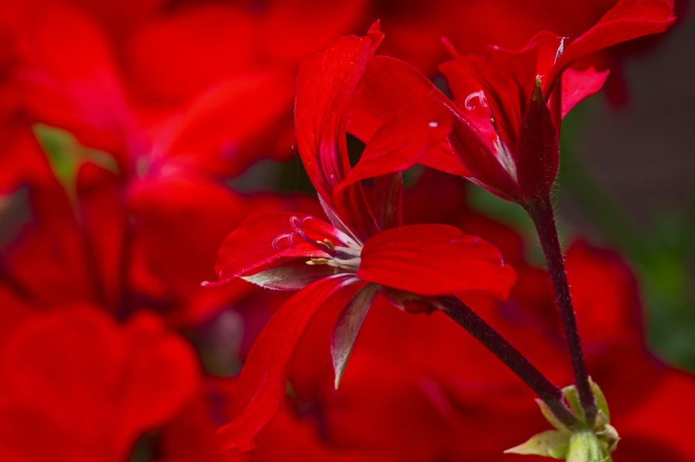 Flor roja en macro toma
