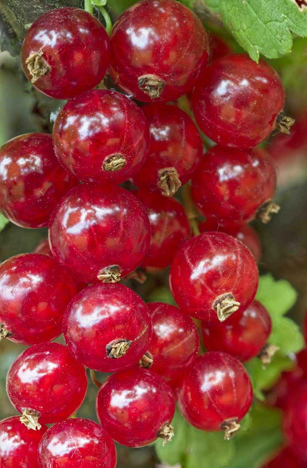 red round fruits in close up photography