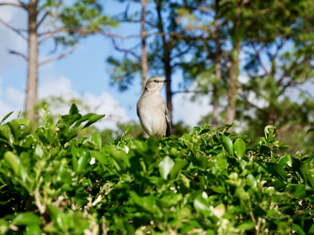 white bird perched on green plant during daytime