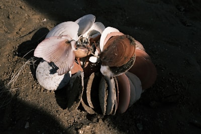 A collection of assorted seashells scattered along a beach at sunset, glowing with warm light.