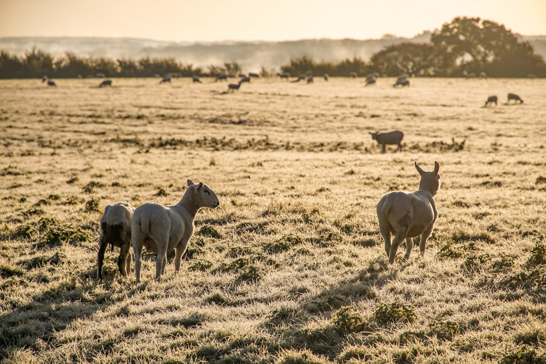 herd of sheep on green grass field during daytime