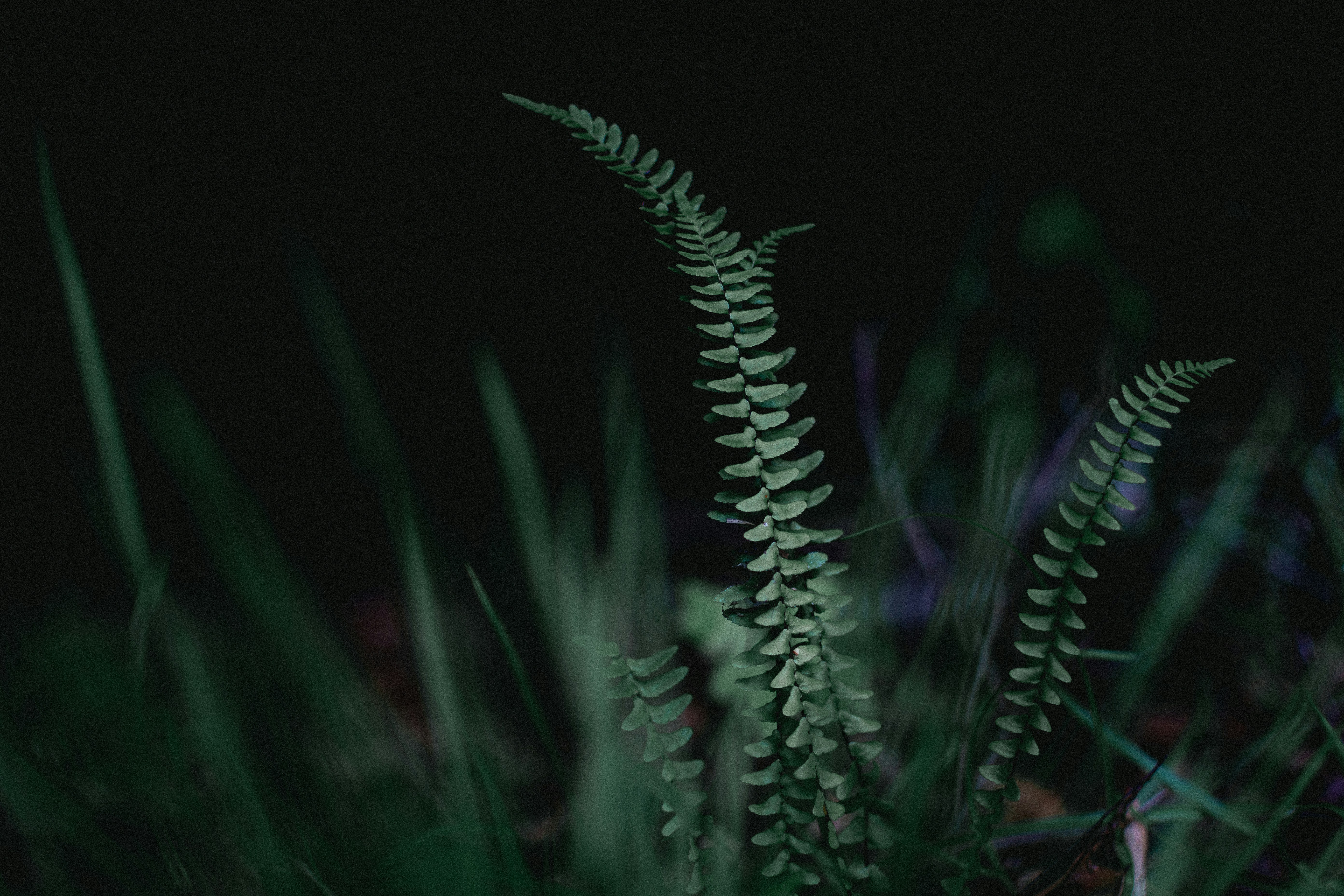 A green fern against a dark backdrop
