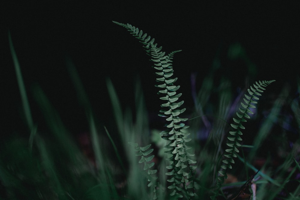 green plant in close up photography