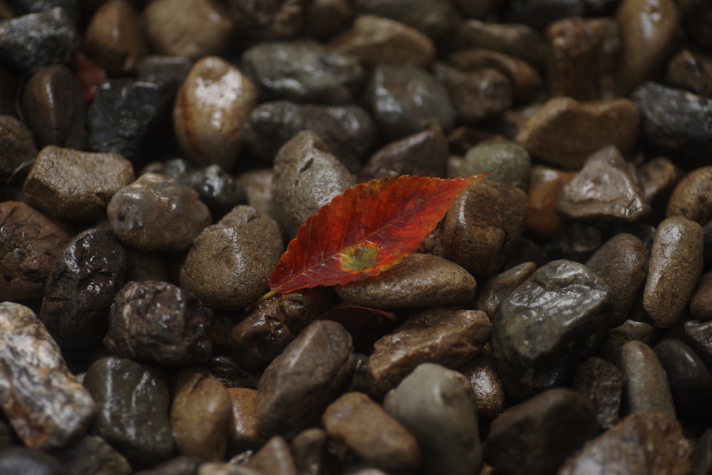 red leaf on black stones