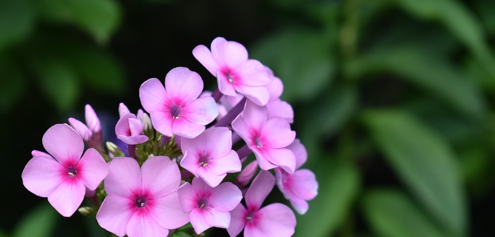 pink flowers in tilt shift lens