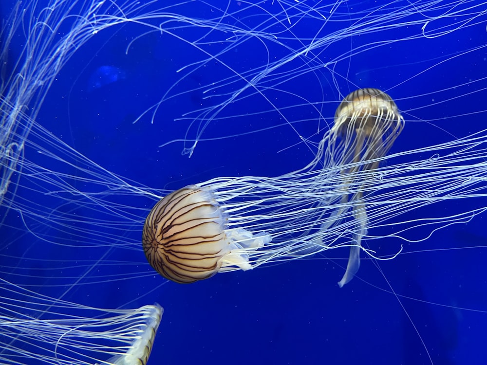 white and brown jellyfish on blue water